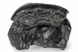 Partial Gomphotherium (Mastodon Relative) Molar - South Carolina #321301-2